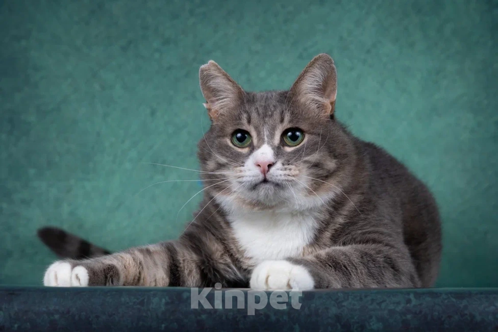 Кошки в Москве: Добрый котик Сергуня, в добрые руки Мальчик, Бесплатно - фото 3