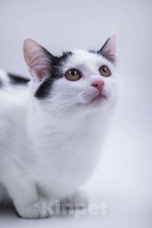 Кошки в Москве: Принцесса ищет дом Девочка, Бесплатно - фото 5