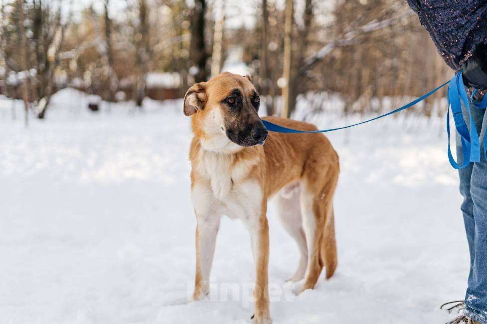 Собаки в Москве: Его могут сдать в приют Мальчик, Бесплатно - фото 4