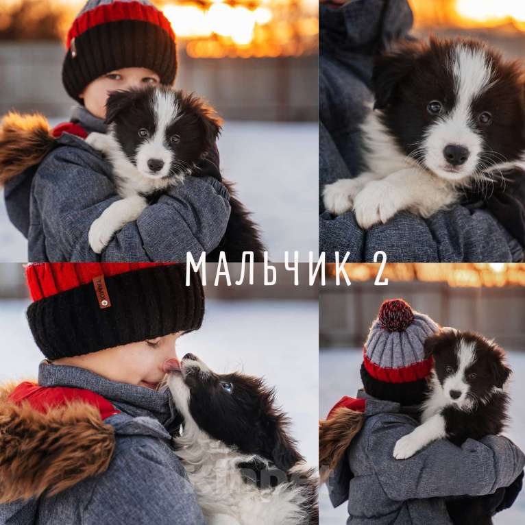 Собаки в Москве: Щенки бордер-колли с документами РКФ Мальчик, 60 000 руб. - фото 2