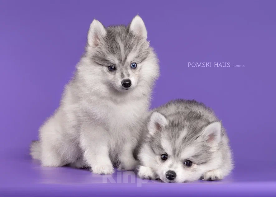 Собаки в Нижнем Новгороде: очаровашка Девочка, 50 000 руб. - фото 3