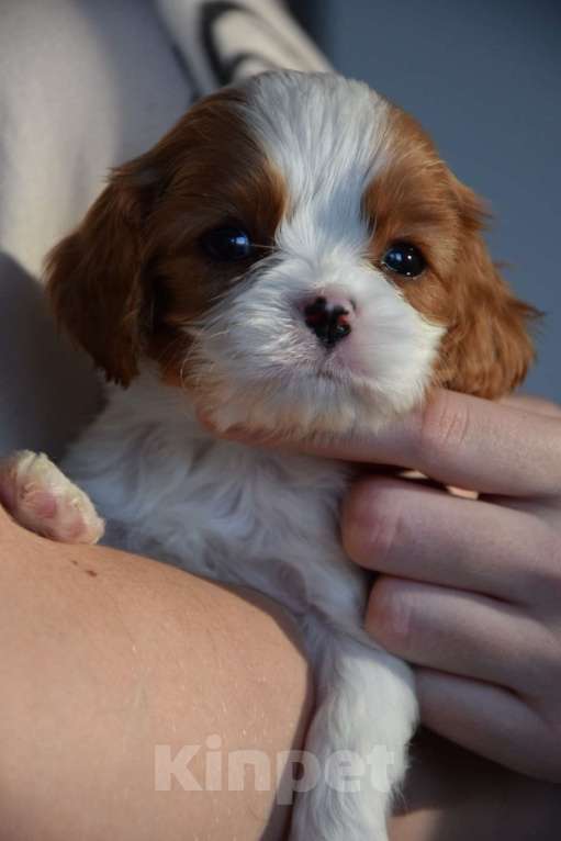 Собаки в Москве: Кавалер Кинг Чарльз Спаниель щенки Разнополые, 90 000 руб. - фото 6