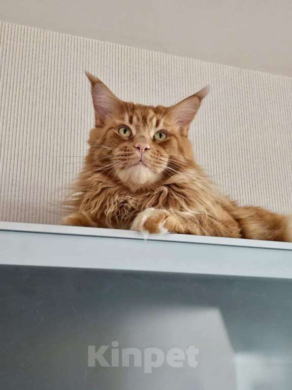 Кошки в Санкт-Петербурге: Мейн-кун кошечка Девочка, Бесплатно - фото 4