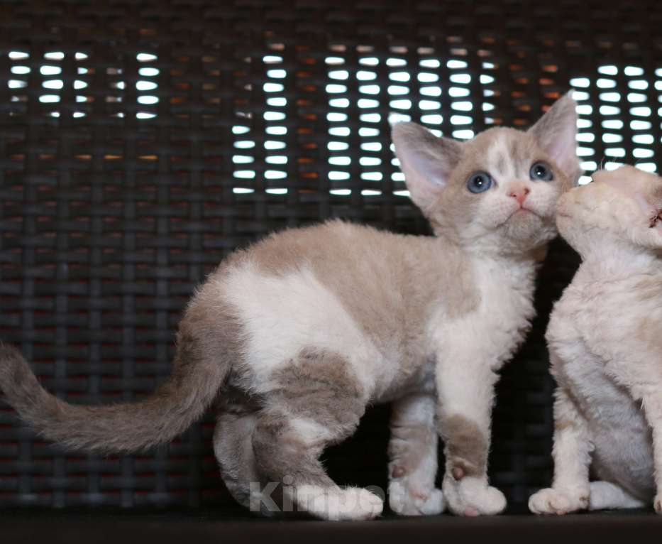 Кошки в Санкт-Петербурге: Девон рекс девочка Девочка, 80 000 руб. - фото 3