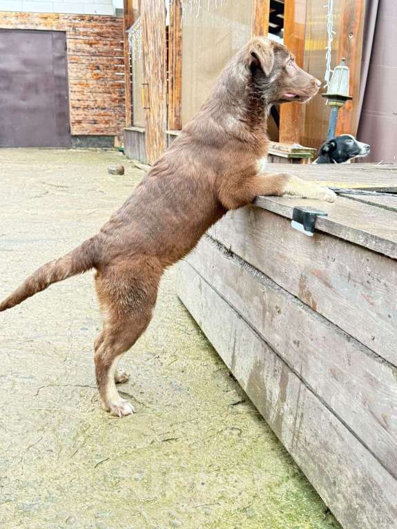 Собаки в других городах Владимирской области: Красивый щенок Маруся в добрые руки Девочка, Бесплатно - фото 1