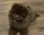 Собаки в Лыткарино: Шоколадный щенок малый немецкий шпиц кобель Родословная скор Мальчик, 30 000 руб. - фото 4