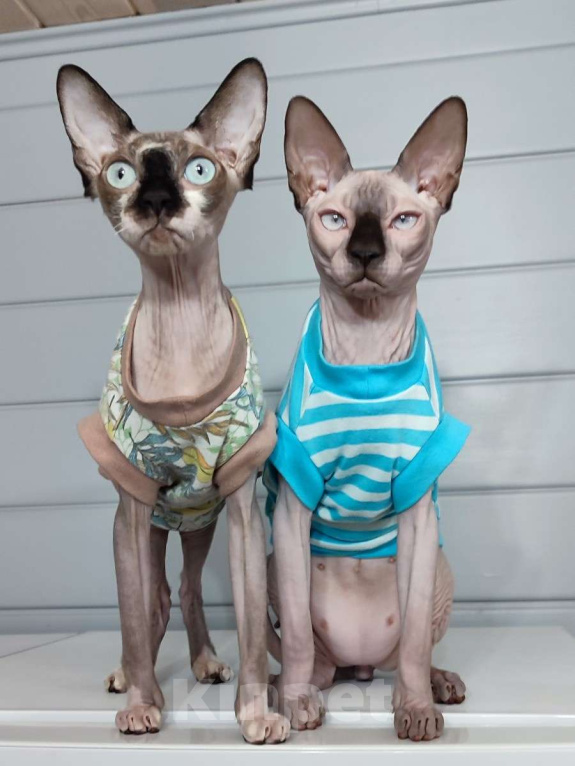 Кошки в Москве: Котята канадского сфинкса  Девочка, Бесплатно - фото 3
