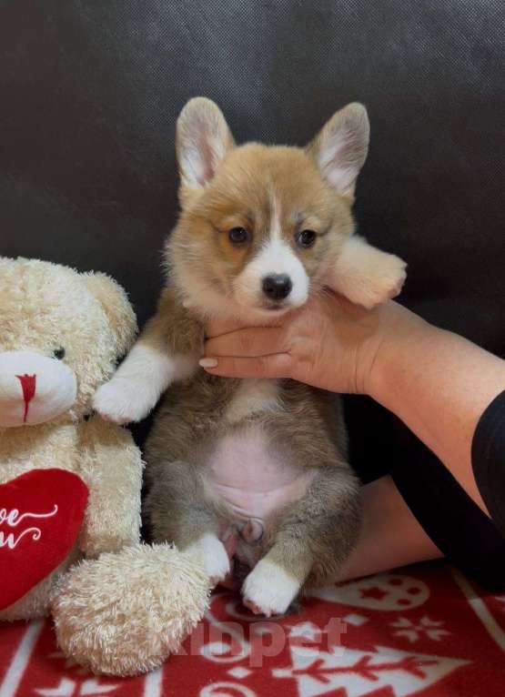 Собаки в других городах Московской области: Вельш корги пемброк девочка без хвостика Девочка, 38 000 руб. - фото 7