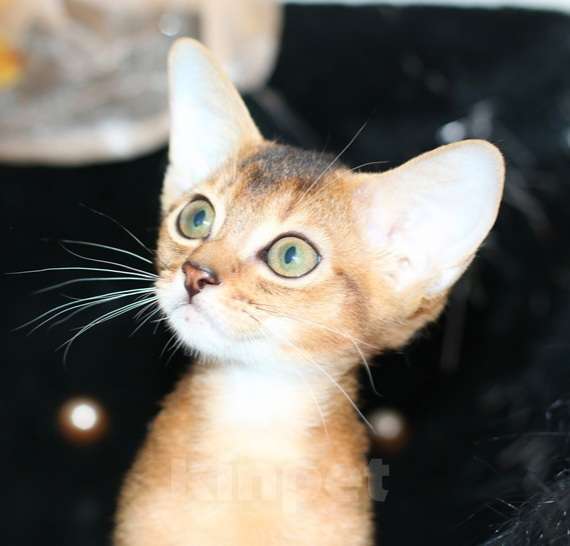 Кошки в Москве: Девочка дикого окраса Мальчик, 75 000 руб. - фото 3