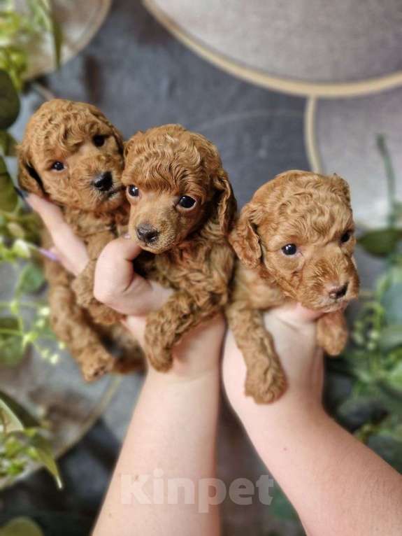 Собаки в Москве: Той-пудель, красные девочки Девочка, Бесплатно - фото 2