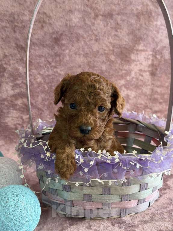 Собаки в Москве: Девочка той пудель  Девочка, 80 000 руб. - фото 2