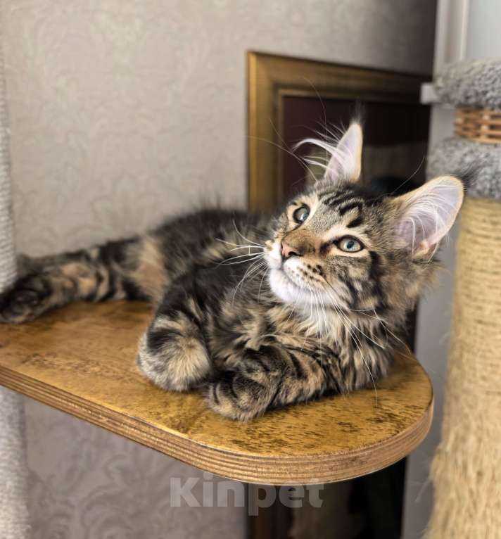 Кошки в Москве: Котёнок Мейн- кун полидакт Мальчик, 35 000 руб. - фото 4