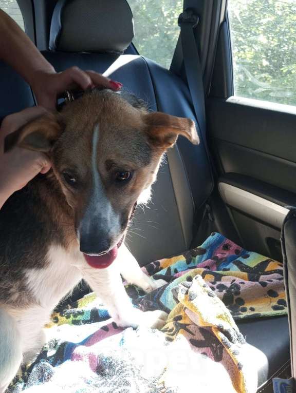 Собаки в Санкт-Петербурге: Отдам собаку бесплатнор Мальчик, Бесплатно - фото 3