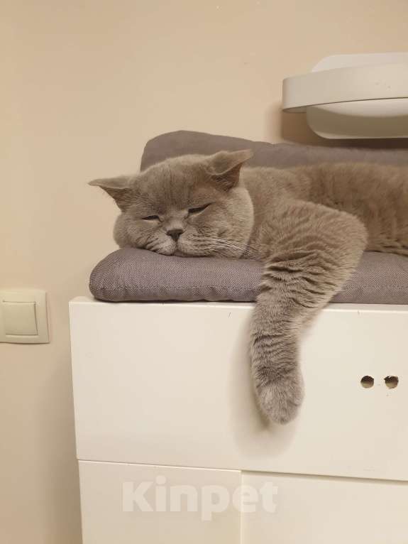 Кошки в Москве: Ищем кошку на вязку Мальчик, 10 руб. - фото 1