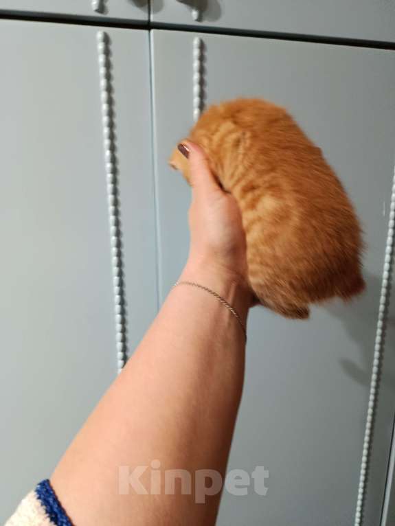 Кошки в других городах Московской области: Курильски бобтейл мальчишки Мальчик, Бесплатно - фото 1