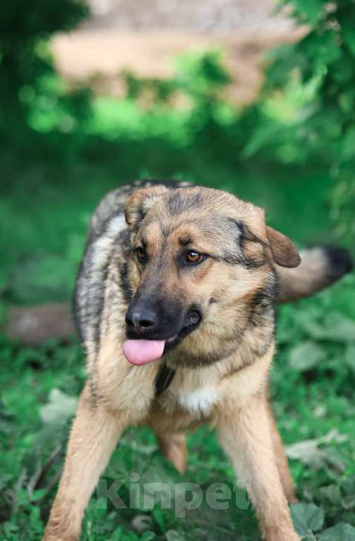 Собаки в Москве: Куки осталась одна из щенков, кого не забрали из приюта Девочка, Бесплатно - фото 4