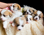 Собаки в Ярославле: Вельш-корги пемброк щенки Мальчик, 60 000 руб. - фото 4