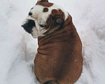 Собаки в других городах Московской области: Очаровательная девочка английского бульдога Девочка, 60 000 руб. - фото 7