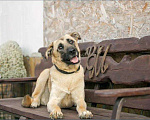 Собаки в Раменском: Люси, мини-метис кангала ищет дом Девочка, Бесплатно - фото 2