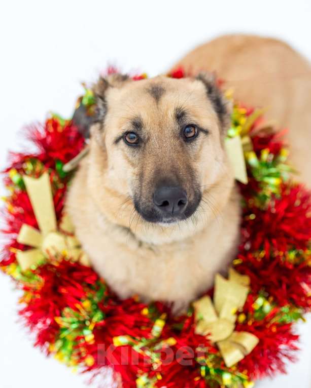 Собаки в других городах Московской области: Самая нежная и ласковая собака ждёт своего хозяина Девочка, Бесплатно - фото 6