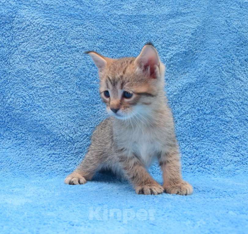 Кошки в Троицке: Пиксибоб котята как рысята Мальчик, Бесплатно - фото 2