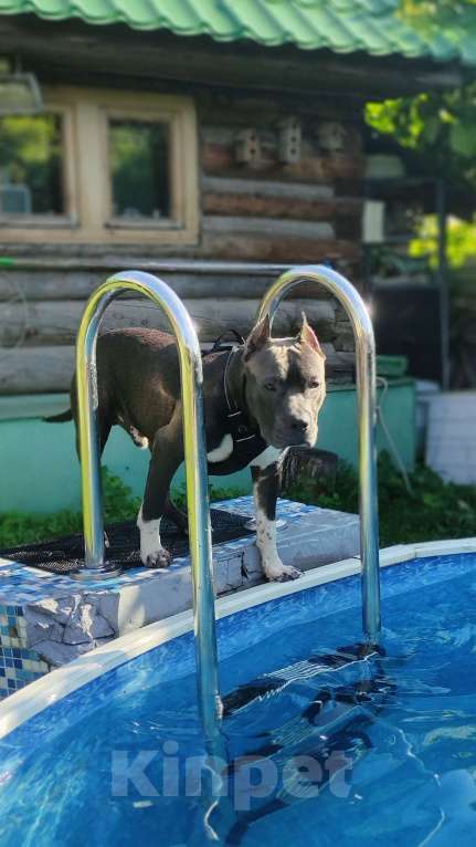 Собаки в Самаре: Американский стаффордширский терьер Девочка, 55 000 руб. - фото 6