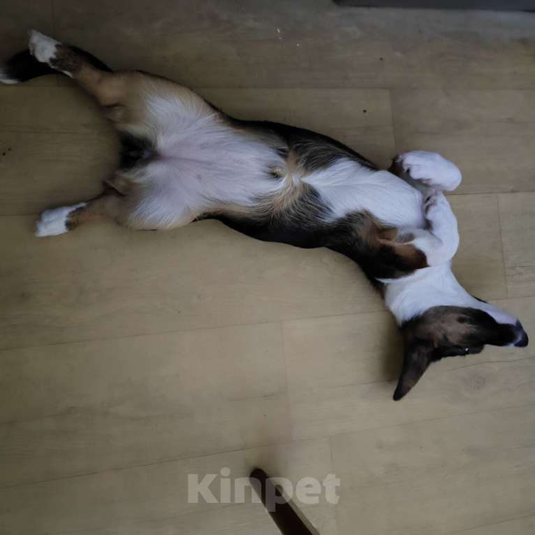 Собаки в Москве: Корги Кардиган 7 месяцев  Девочка, 15 000 руб. - фото 6