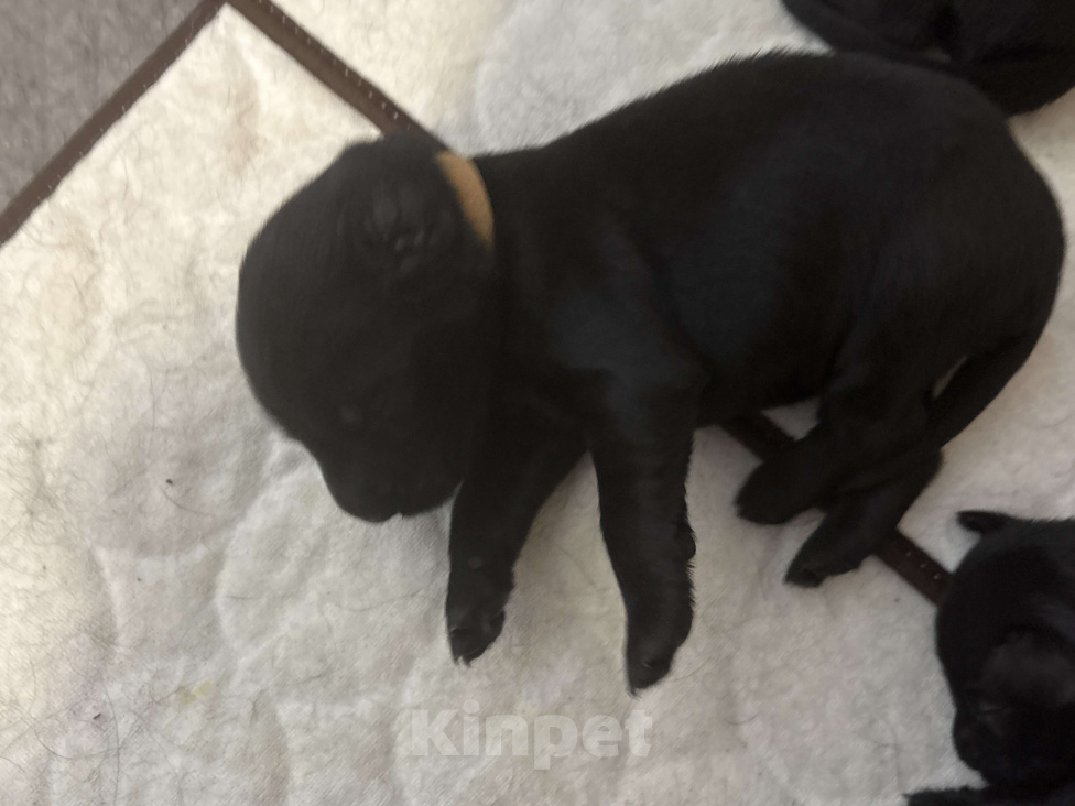 Собаки в Москве: Бронируем щенков прямошерстного ретривера флэт Девочка, 75 000 руб. - фото 3