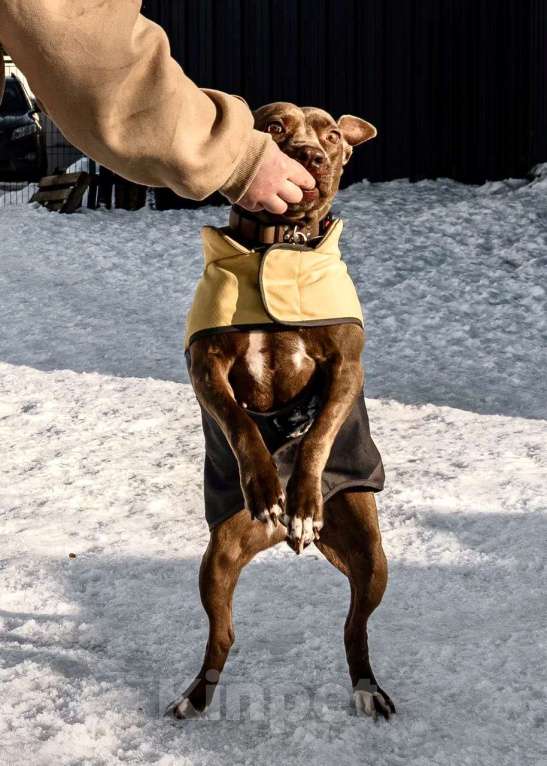 Собаки в Москве: Ласковая собака в добрые руки Девочка, Бесплатно - фото 6