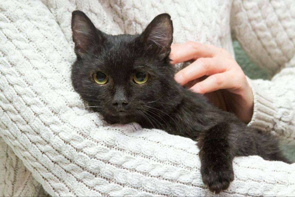 Кошки в Москве: Я котик Находка. Буду вашей теплой тенью. Мальчик, Бесплатно - фото 2