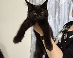 Кошки в Москве: Котята мейн кун Мальчик, 50 000 руб. - фото 1