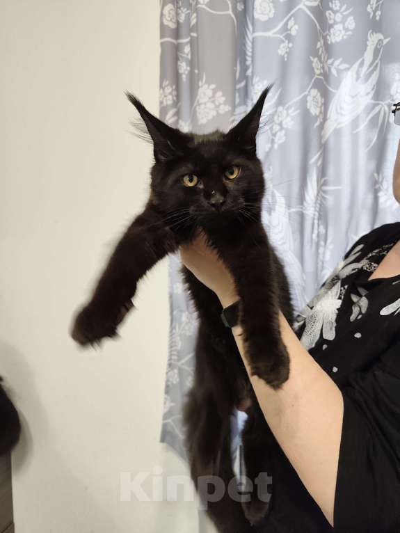 Кошки в Москве: Котята мейн кун Мальчик, 50 000 руб. - фото 1