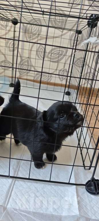 Собаки в Ростове-на-Дону: Длинношёрстная девочка Девочка, 35 000 руб. - фото 1