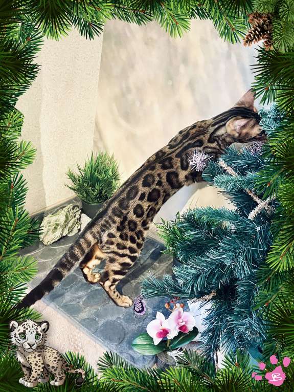 Кошки в Новосибирске: Клубная бенгальская кошечка Девочка, 15 000 руб. - фото 5