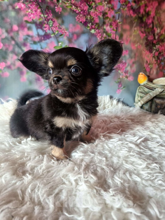 Собаки в Москве: Изумительный ушастик Мальчик, 45 000 руб. - фото 2