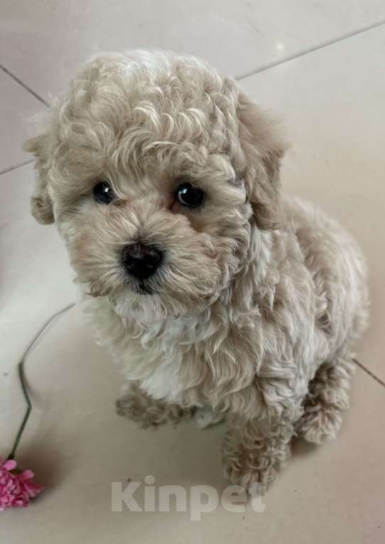 Собаки в Мытищах: Щенки мальтипу Девочка, 70 000 руб. - фото 1