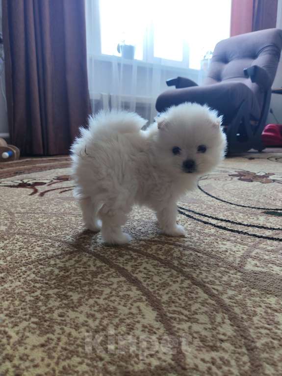 Собаки в Тюмени: Мальчик шпиц Мальчик, 25 000 руб. - фото 3