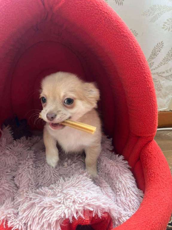 Собаки в Кемерово: Щенок чихуахуа Мальчик, 16 000 руб. - фото 2