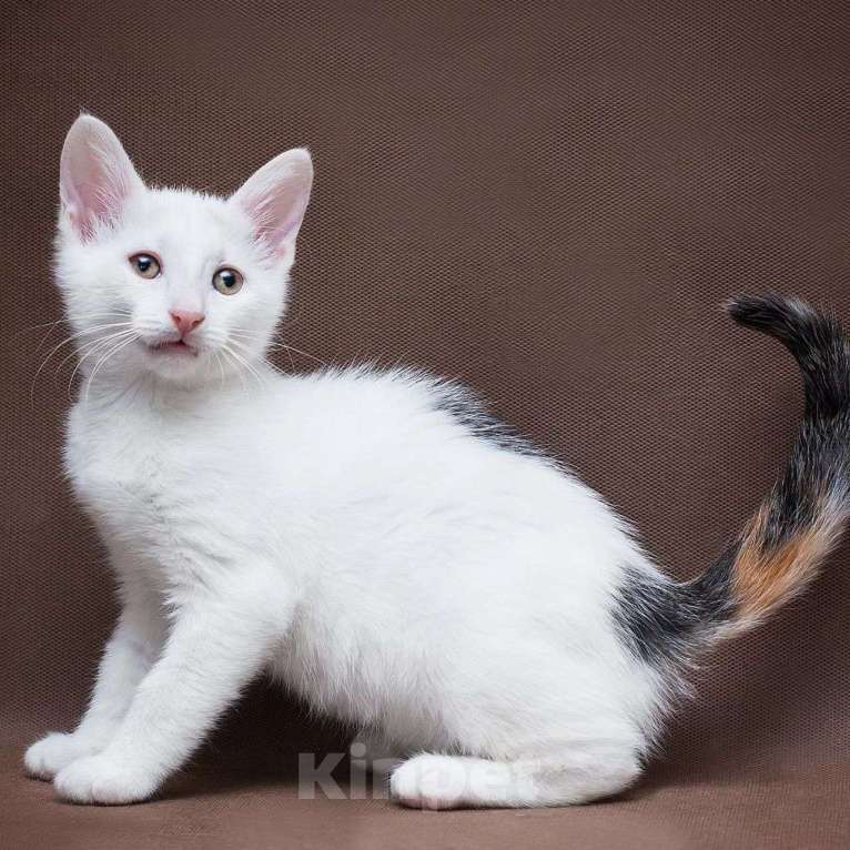 Кошки в Москве: Маленькая Мадам Бровкина Девочка, Бесплатно - фото 2