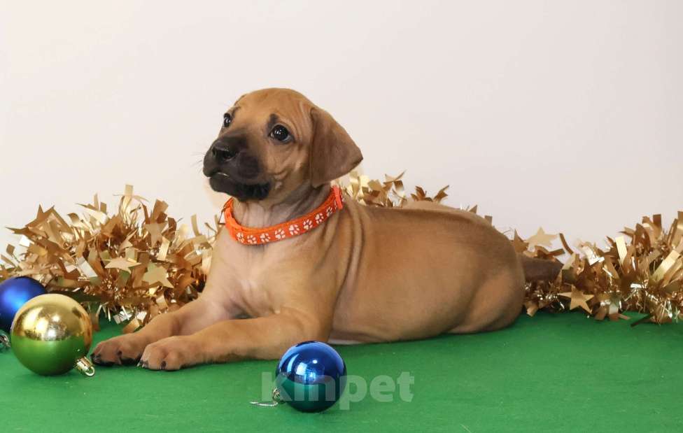 Собаки в Москве: Девочка Родезийского Риджбека  Девочка, 100 000 руб. - фото 4