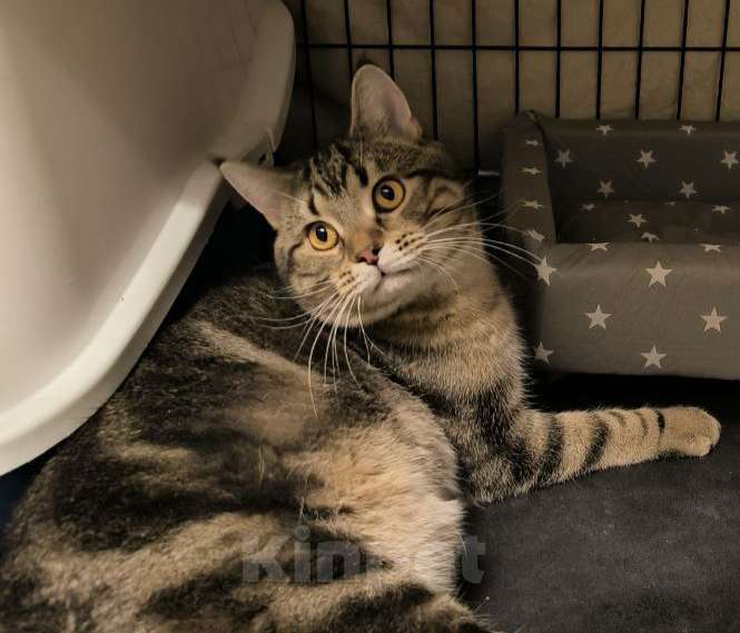 Кошки в Королеве: Томми котенок шотландской прямоухой (по папе) Мальчик, 5 000 руб. - фото 1