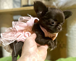 Собаки в Ростове-на-Дону: Девочка чихуахуа  Девочка, 35 000 руб. - фото 5
