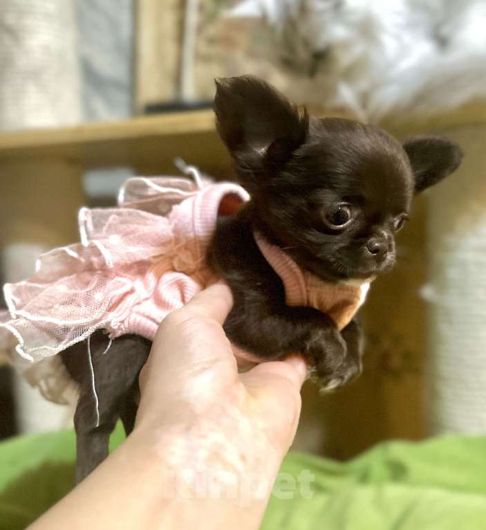 Собаки в Ростове-на-Дону: Девочка чихуахуа  Девочка, 35 000 руб. - фото 5