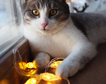 Кошки в Москве: Котик в добрые руки Мальчик, Бесплатно - фото 4