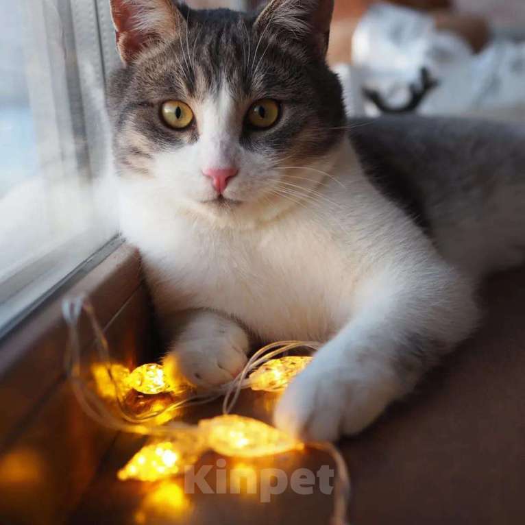 Кошки в Москве: Котик в добрые руки Мальчик, Бесплатно - фото 4