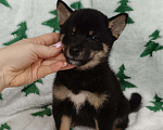 Собаки в Санкт-Петербурге: Сиба черно-подпалая девочка Девочка, 80 000 руб. - фото 1
