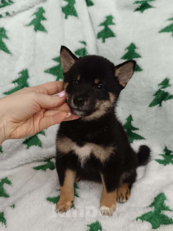 Собаки в Санкт-Петербурге: Сиба черно-подпалая девочка Девочка, 80 000 руб. - фото 1