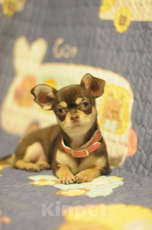 Собаки в Санкт-Петербурге: чихуахуа щенки Девочка, 25 000 руб. - фото 2