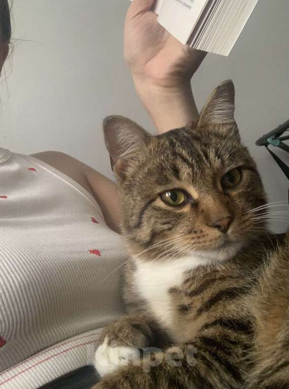 Кошки в Новокузнецке: Отдам в добрые руки Мальчик, Бесплатно - фото 3