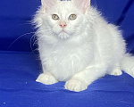Кошки в Фокино: Котик мейн кун Мальчик, 40 000 руб. - фото 3